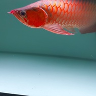 ikan arwana super red 50 cm