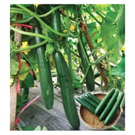 10 Benih Timun Jepang Toska F1 bibit tanaman sayur Sayuran mentimun