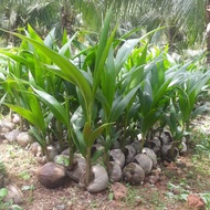 🌴Benih Kelapa Matag🥥 F2 Nursery Seedling Plantation