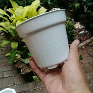 CATALEYA CR 12 WHITE mini Pot