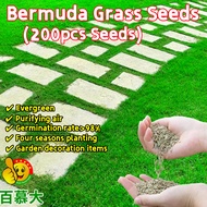 100% Original Bermuda Grass Seeds for Sale (Fresh 200pcs Seeds) Garden Decor Green Grass Seeds for P