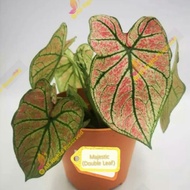 Caladium Thai Hybrid : Majestic [Double Leaf]