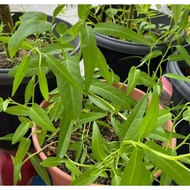 Kangkung Seed Biji Benih Kangkung