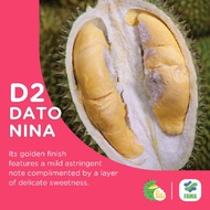 Durian D2 Dato Nina Limited Edition(anak Pokok sekaki)