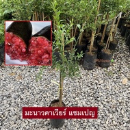 มะนาวคาเวียร์ คาเวียร์ สีแดงเเชมเปญ (Finger Lime) Red Champagne เสียบยอดเเท้ (รับประกันสินค้าส่งใหม่ฟรี หากสินค้าเสียหาย!)