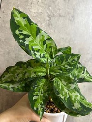 迷彩粗肋草（Aglaonema pictum）