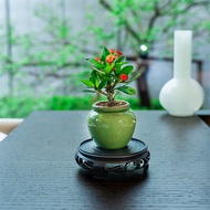 Tiny Iron Begonia Potted Plant Tea Pet Green Plant Desktop Flower Office Iron Needle Evergreen Exqui