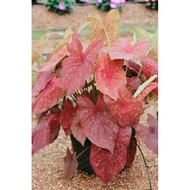 CALADIUM KELADI BURNING HEART -THAI HYBRID