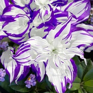 200 Purple Hosta Seeds, Rare Colorful Perennial Hosta Plants for Planting Outdoor Garden Shade & Ind