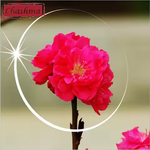Chashma 1.56 Index Clear Lenses Asphere Prescription Transparent Crystal HD Lenses Anti Reflective M