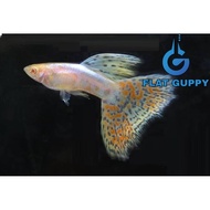 Albino Rainbow Grass