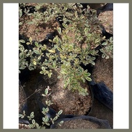 □ ✱ ╮ Variagated African Talisay Seedlings in soft poly bag
