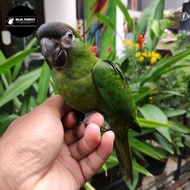 BURUNG HANS MACAW JINAK