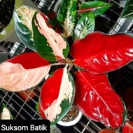 SSB_01 Aglonema Suksom Batik Tri Color Merah Roset/ Aglaonema Suksom