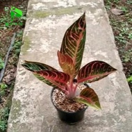 PTR tanaman hias aglonema red Sumatra - aglonema red Sumatra