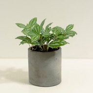 冷水花│泥作系列│福所栽