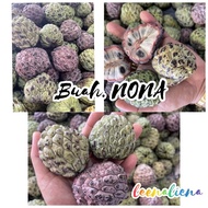 BUAH NONA | NONA FRUIT
