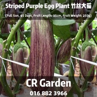 Striped Purple Egg Plant 15 Seeds 竹丝大茄15粒 (Full Sun, 65 Days, Fruit Length: 35cm, Fruit Weight: 250g