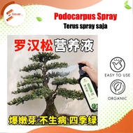 Podocarpus Spray Podocarpus Fertilizer 100ml Arhat Pine Spray Arhat Pine Nutrient Liquid Arhat Pine 
