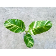 Yellow Variegated Bananas-June 8 69