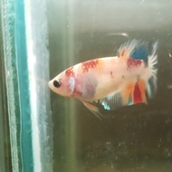 ikan cupang betina nemo yellow base galaxy