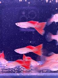 【百萬魚坊】黃化紅蕾絲 純種孔雀魚一對