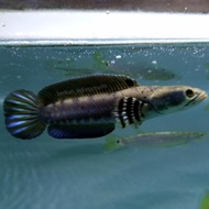 ikan hias channa blue pulchra / gabus hias import