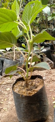 Bibit Tanaman Buah Kiwi 1 paket (2 pohon) pohon kiwi buah kiwi