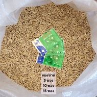 Bird And Chicken Food Bio B12 Size 20 Grams Makanan Ayam Dedak Merbah Jambul