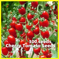 Sweet Cherry Tomato Seeds(300 Seeds )Speedy Variety Dwarf Tomato Vegetable Seeds for Planting Baby T