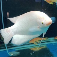 ikan hias gurame Padang jumbo 5jari up