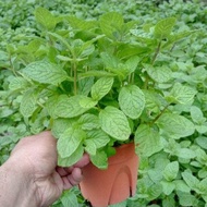 Anak Pokok Pudina Mint Real Live Plant Mint Flower Potted Plant Pokok Bunga Hiasan Pokok Hiasan Poko
