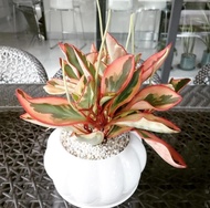 Tanaman Hias Peperomia Daun Merah - Peperomia Clusiifolia Daun Merah