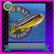 IKAN CICHLID NIASA/ SIKLID NIASA SIZE S (3-4 CM)