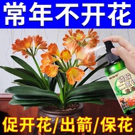 Clivia Special Fertilizer Nutrient Solution Household Orchid Flower Cultivation Organic Fertilizer Pot General-Purpose F