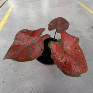 CALADIUM SPIDER (Dark Red) (POT SIZE 130)