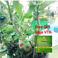 Pokok kemboja Adenium Thailand Mutli Layer