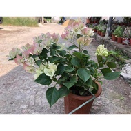 Bougainvillea Potted Plants With Flowers Bougainvillea Large Seeding Everblooming Vines Garden Pot