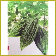 ✭ ↙ ┇ BONITO F1 Ampalaya ( EAST-WEST SEED / 10SEEDS )