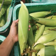 🌽🌽🌽Baja Pokok Jagung 13 dalam 1 Fertilizer for Corn 13 in 1 [ HIGH QUALITY ]