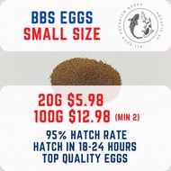 SG READY STOCK | BBS/ Artemia/ Sea Monkey Eggs - Baby Brine Shrimp (20g/100g) High Quality Small Roe