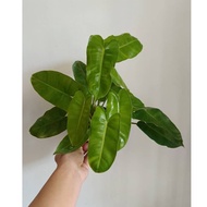 Philodendron Burl Maxx