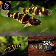 Fresh water goby Tiger mini / ikan Hias Gobi exotic fish