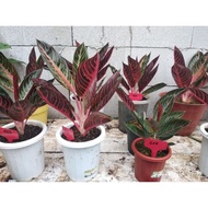 AGLONEMA RED SUMATRA \ indukan