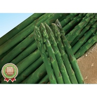 Benih Asparagus Hasil Tinggi/ Asparagus Seeds F1 Hybrid High Rise / 芦笋种子 (10 Biji)