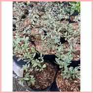 ❒ ♞African Talisay Variegated small size only