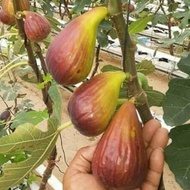 Terlaris Bibit buah tin THAILAND BROWN TUKEY | Bibit pohon tin cangkok UNGGUL