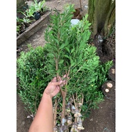 Bibit Kimeng cangkok ukuran telunjuk/jempol bahan bonsai 80-1 meter