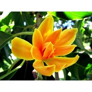 Malaysia Stock Pokok Bunga Cempaka Kuning harum dan wangi
