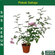 Pokok Bunga Ros 7 Beradik Bunga Ros Hidup Seven Sisters Flower Plant Live Plant SHS Kebun
